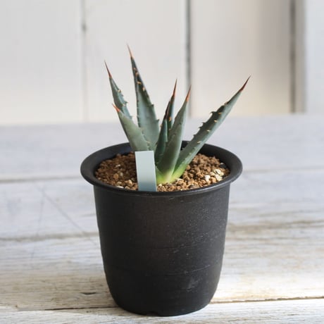 Agave　ユタエンシス　エボリスピナ