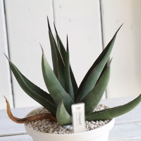 Agave　シャークスキン