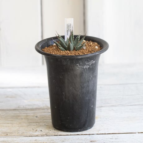 Agave utahensis eborispina　ユタエンシス　エボリスピナ