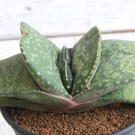 ガステリア恐竜 | STORES