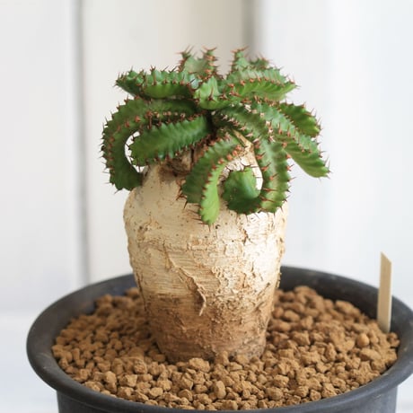 Eupholbia  ステラータ 飛竜