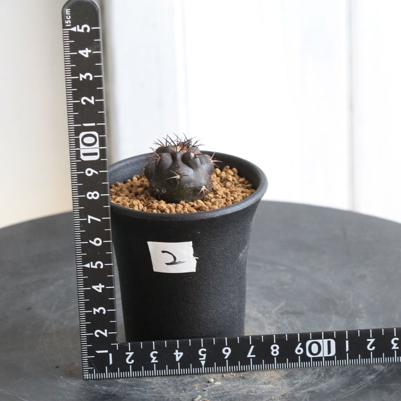 コピアポア // デュラ // ハイブリッド / 斑入り（20250803-8） コピアポア // デュラ // ハイブリッド / 斑入り（20250803-8