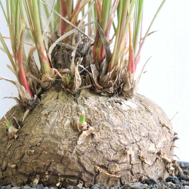 カリバナス フーケリー | hanayoshi-botanical