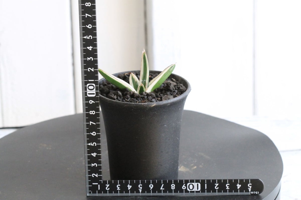 アガベ 氷山 | hanayoshi-botanical