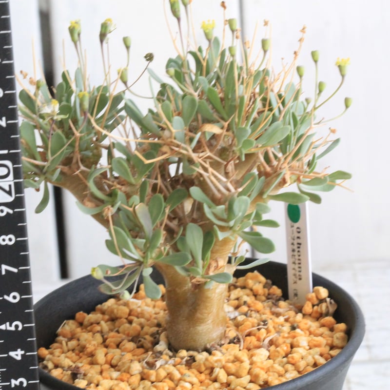 オトンナ ユーフォルビオイデス（実生）① | hanayoshi-botanical