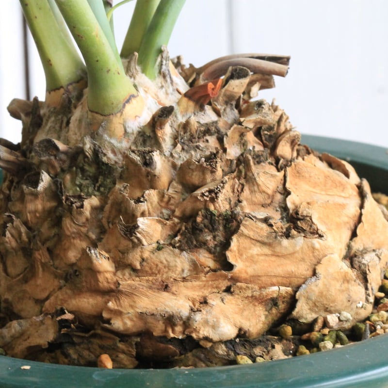 エンセファラルトス ホリダス | hanayoshi-botanical