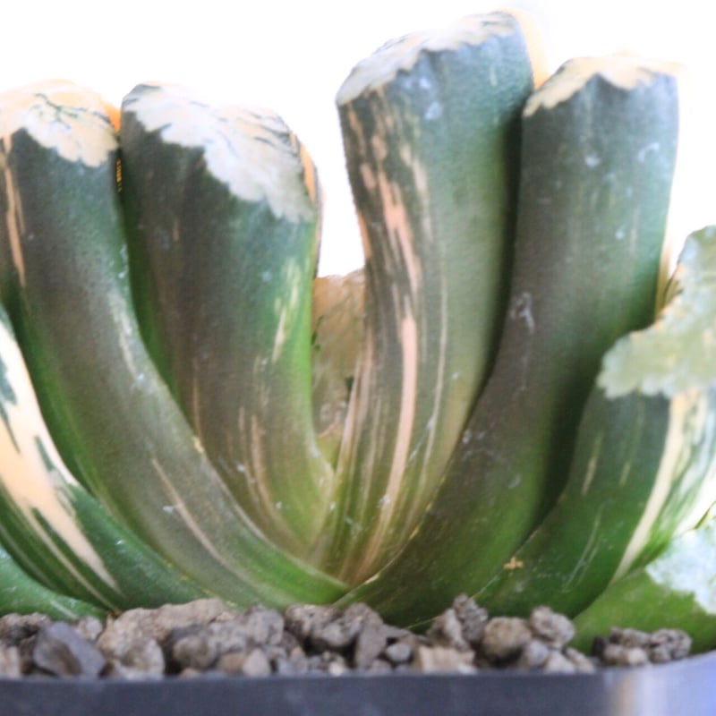 多肉植物 ハオルチア 玉扇 北斎錦 ハオルチア 玉扇 北斎錦 | hanayoshi-botanical