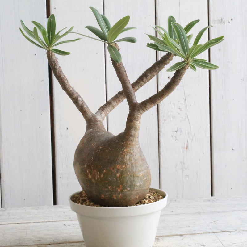 パキポディウム グラキリス 現地球 | hanayoshi-botanical