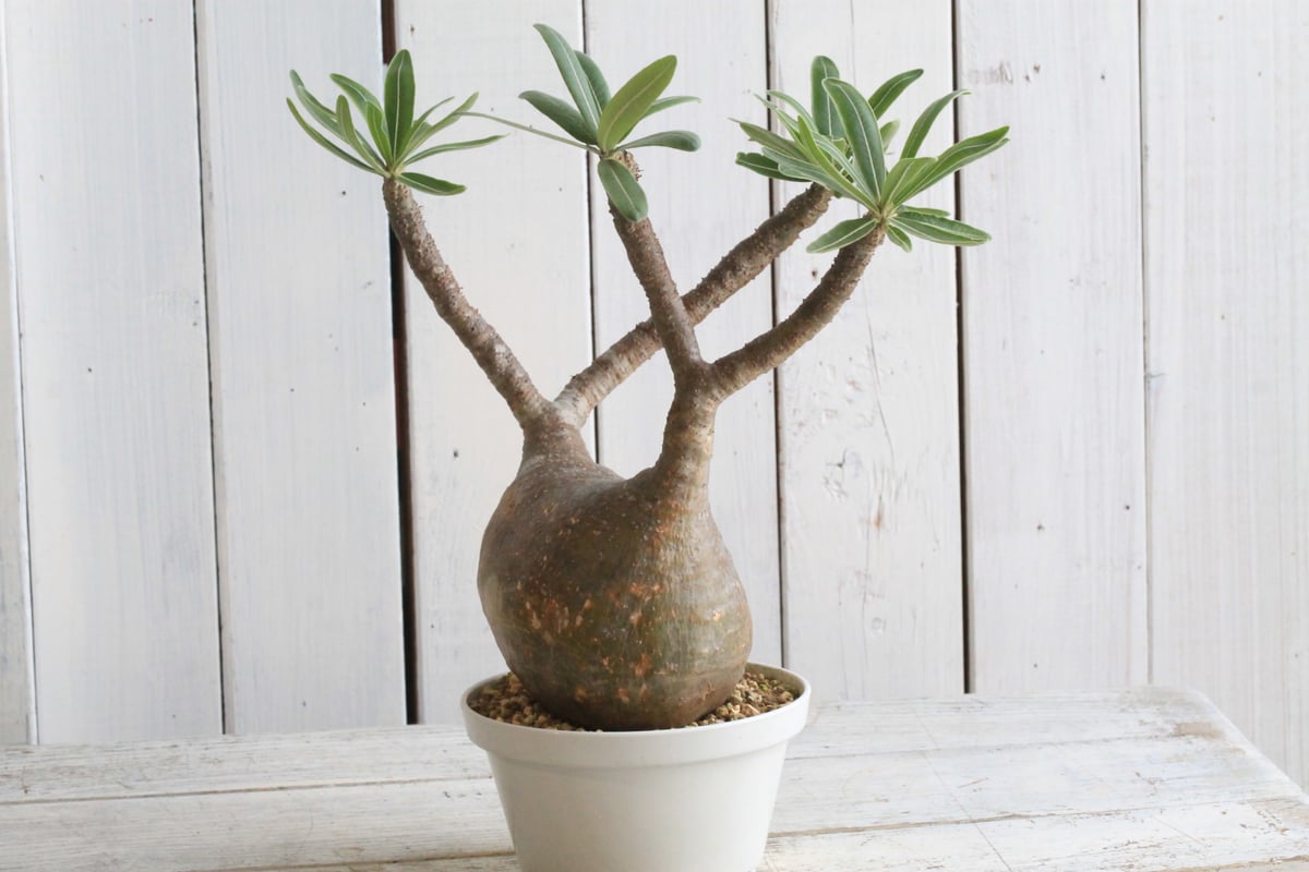 グラキリス最新入荷 現地球 パキポディウム グラキリス 現地球 | hanayoshi-botanical