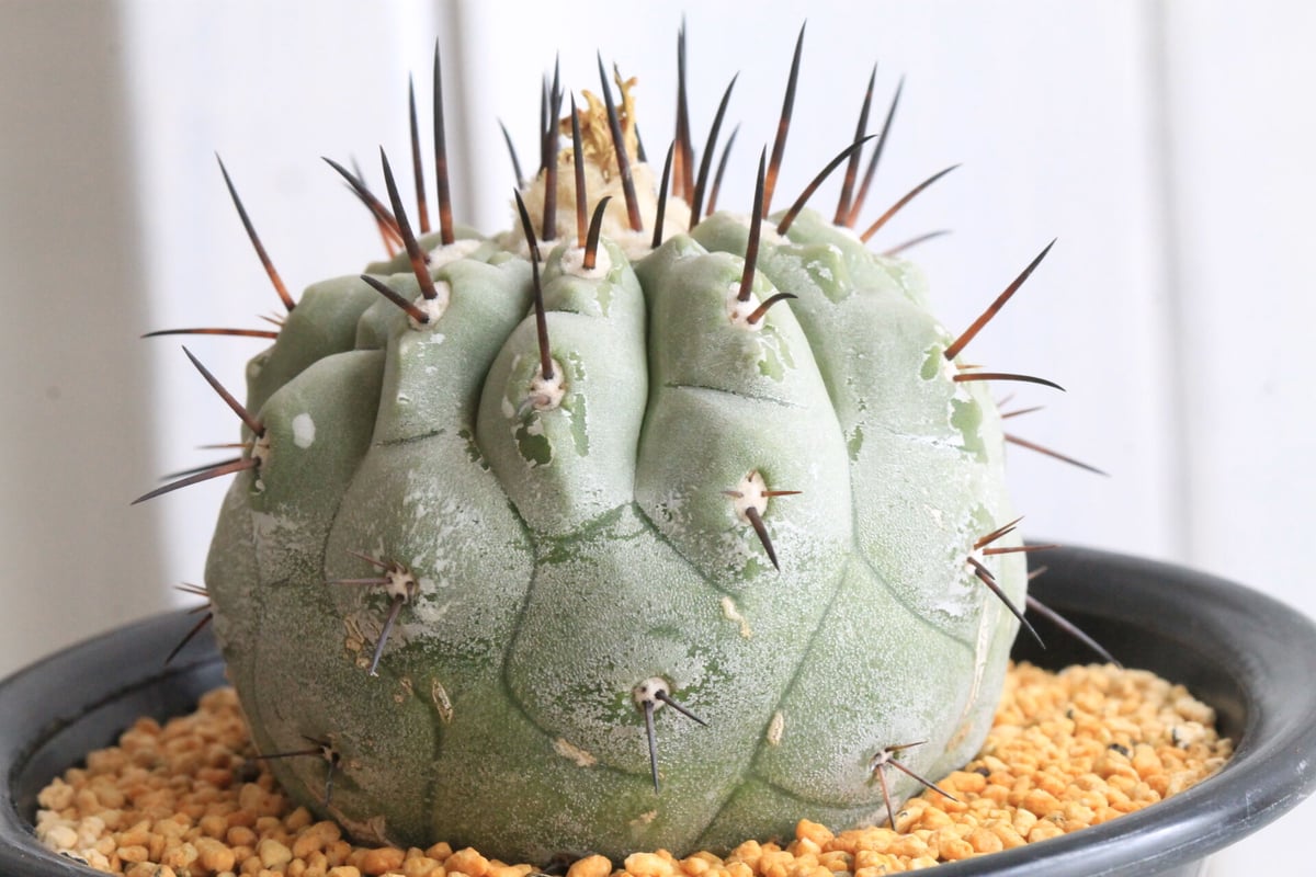 コピアポア黒王丸 白肌山木カキコ自根