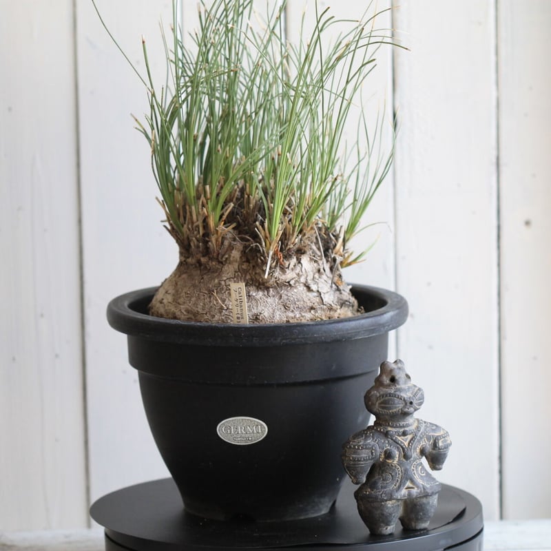 カリバナス フーケリー | hanayoshi-botanical