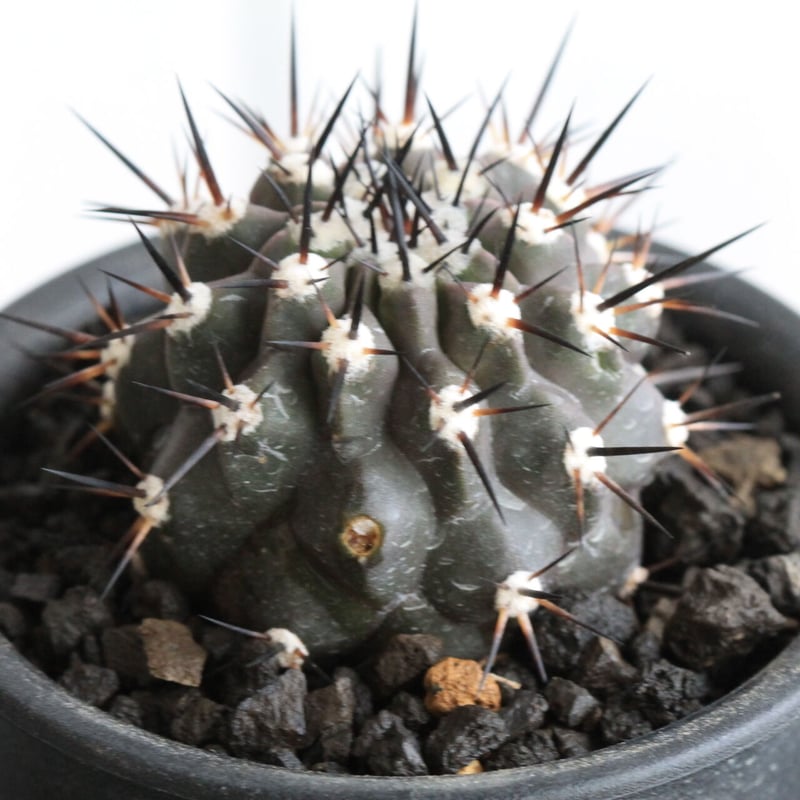 コピアポア黒王丸一本刺接木