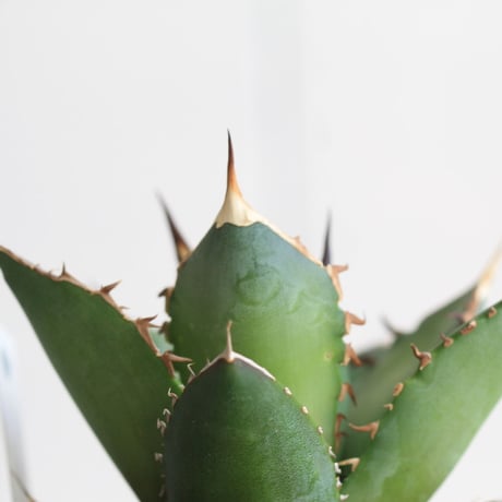 Agave シエラミクスティカ