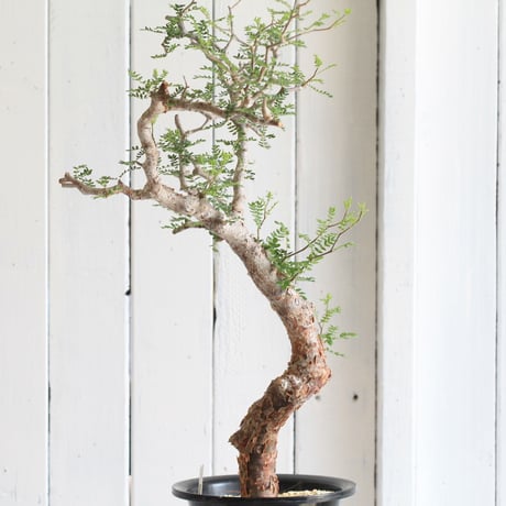 Commiphora　モンストローサ