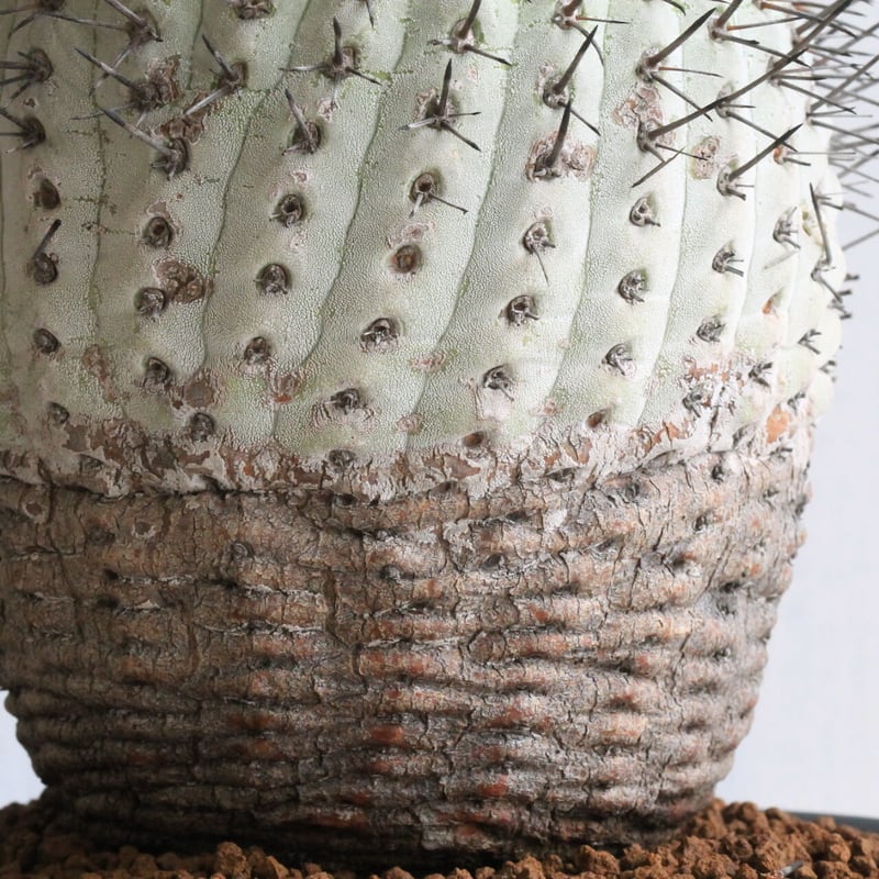 コピアポア　シネレア　コルムナアルバ　山木　現地球B コピアポア シネレア コルムナアルバ 山木 現地球D