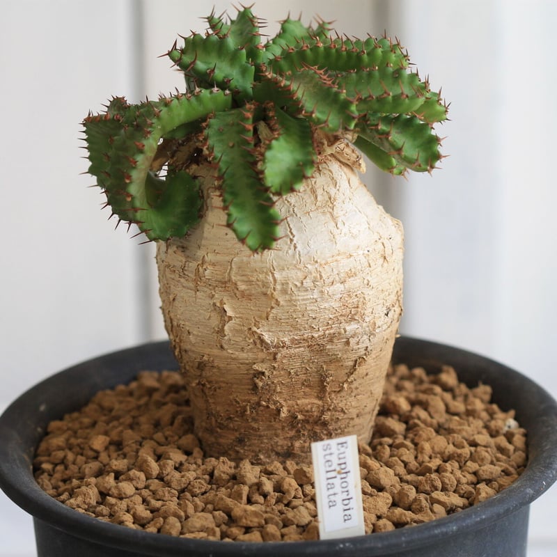 Eupholbia ステラータ 飛竜 | hanayoshi-botanical