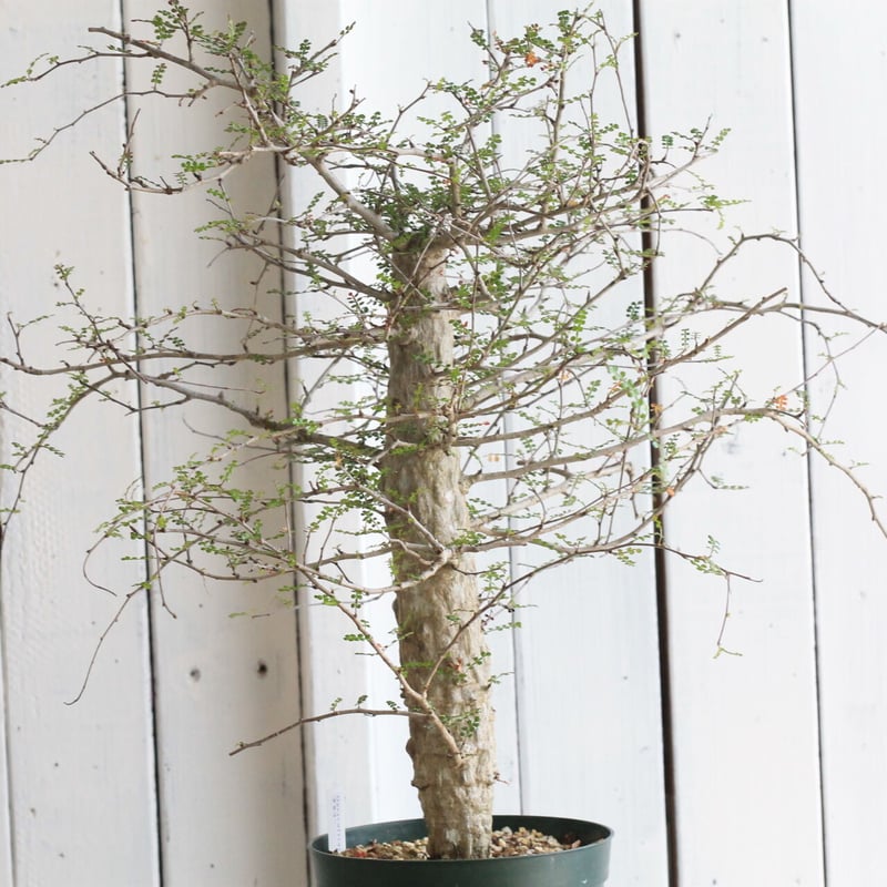 オペルクリカリア デカリー | hanayoshi-botanical