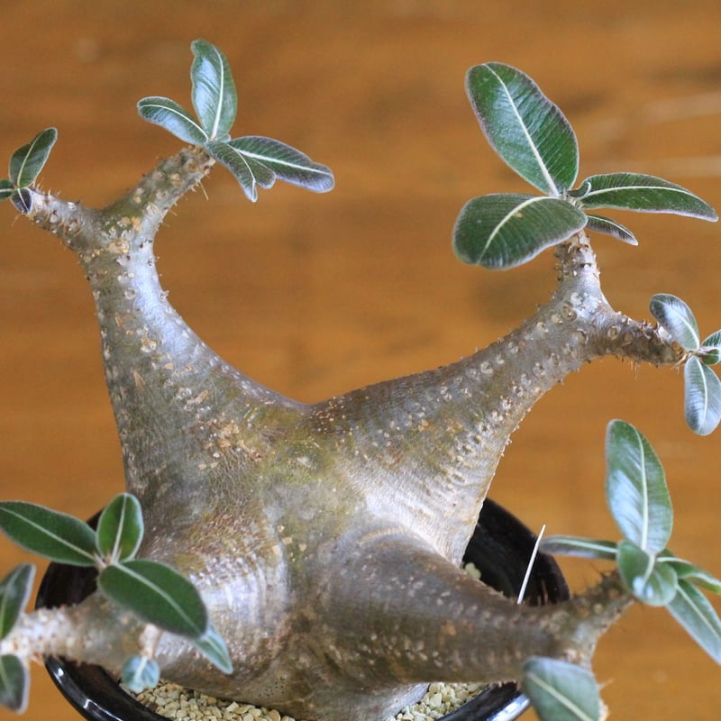 1624パキポディウム ロスラーツム Pachypodium cactipes pachypodium cactipes パキポディウム カクティペス | hanayoshi