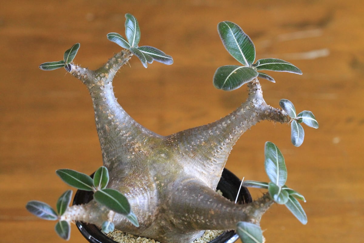 pachypodium cactipes パキポディウム カクティペス | hanayoshi