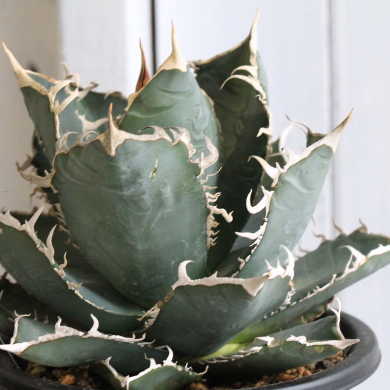 チタノタ　アガベ　4点セット　ハイブリッド　寛葉　ジャガー　ホワイトシャーク チタノタ アガベ 4点セット ハイブリッド 寛葉 ジャガー