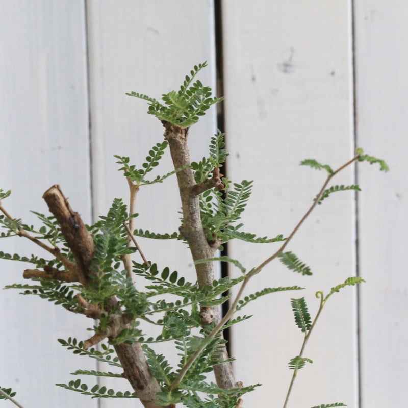 オペルクリカリア ヒファエノイデス | hanayoshi-botanical