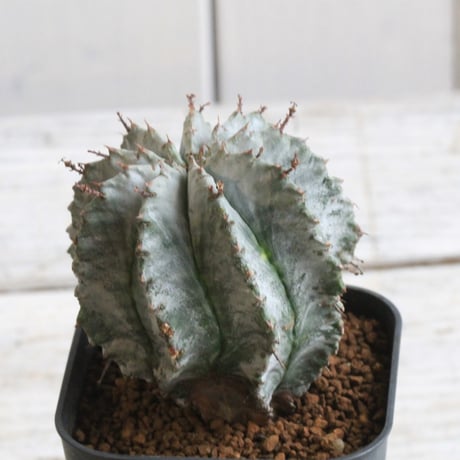 CATEGORY ユーフォルビア | hanayoshi-botanical CATEGORY ユーフォルビア | hanayoshi-botanical