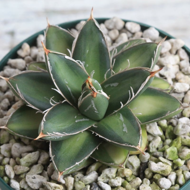 風迅アガベ　王妃笹の雪　B型　キンピー 中斑 4株 風迅アガベ 王妃笹の雪 B型 キンピー 中斑 4株 風迅