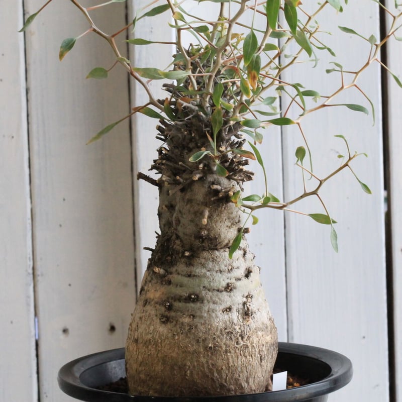 フォークイエリア コルムナリス 観峰玉 | hanayoshi-botanical フォークイエリア コルムナリス 観峰玉 | hanayoshi-botanical
