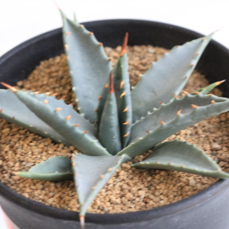 アガベ ユタエンシス ネバデンシス 実生 | hanayoshi-botanical