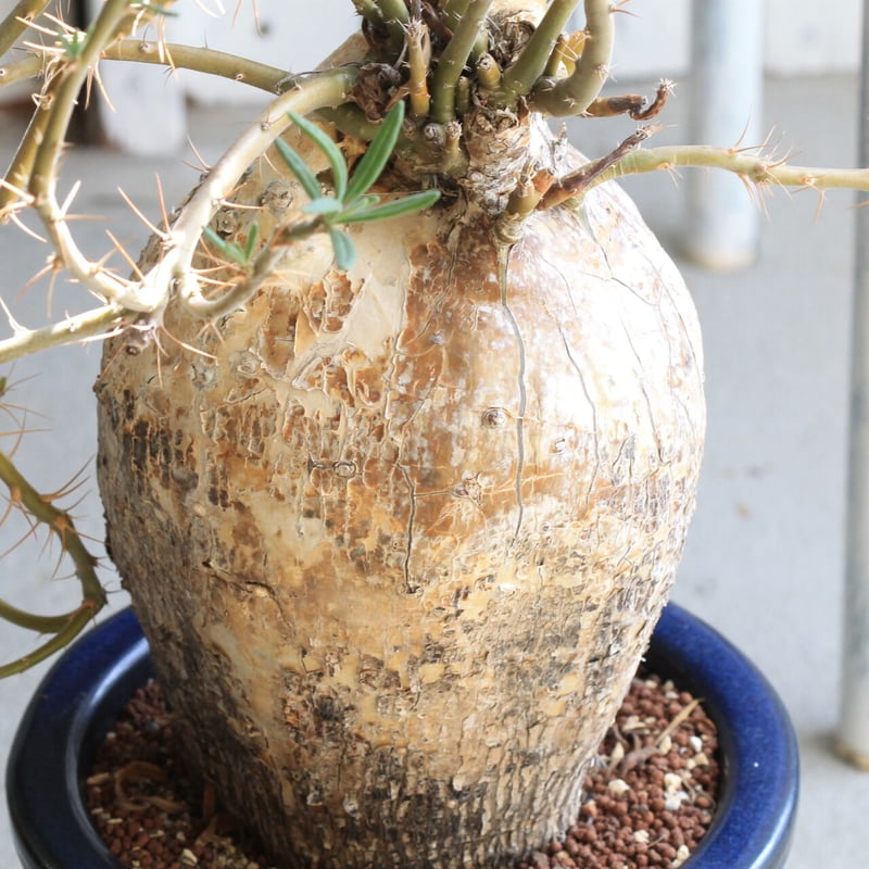 EMP パキポディウム サキュレンタム / Pa80 パキポディウム サキュレンタム Pachypodium succulentum | man