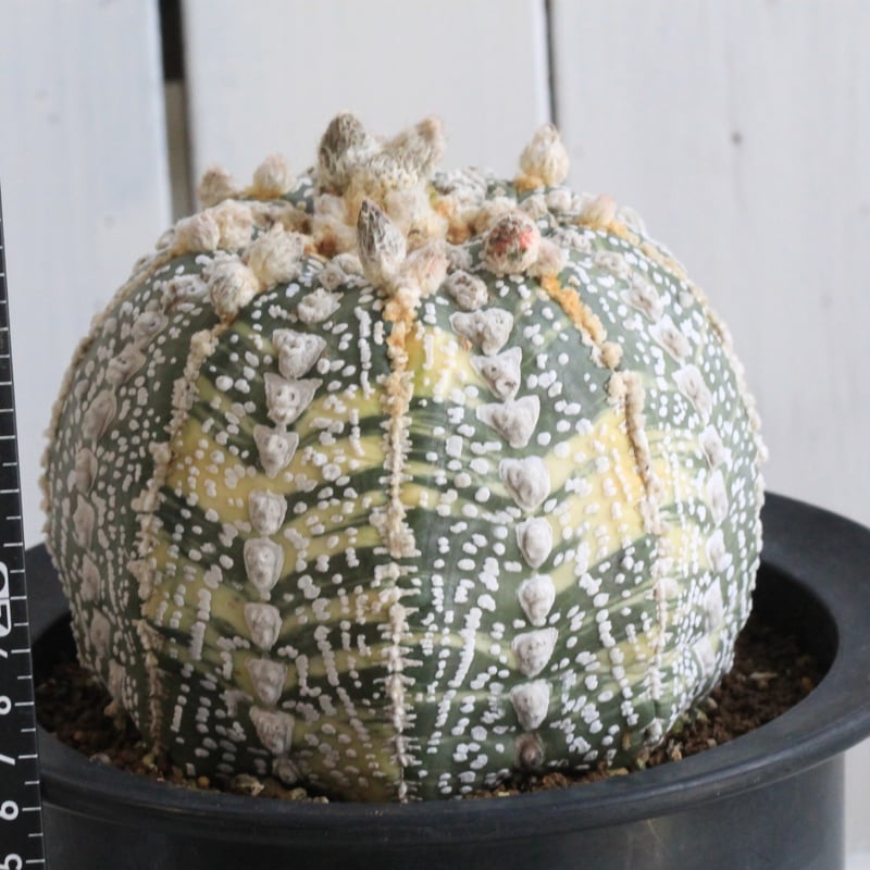 ミラクルスーパー兜 スーパーアロー 実生成球 特選 サボテン アストロフィツム Astrophytum asterias arrow【アストロフィツム・スーパー兜