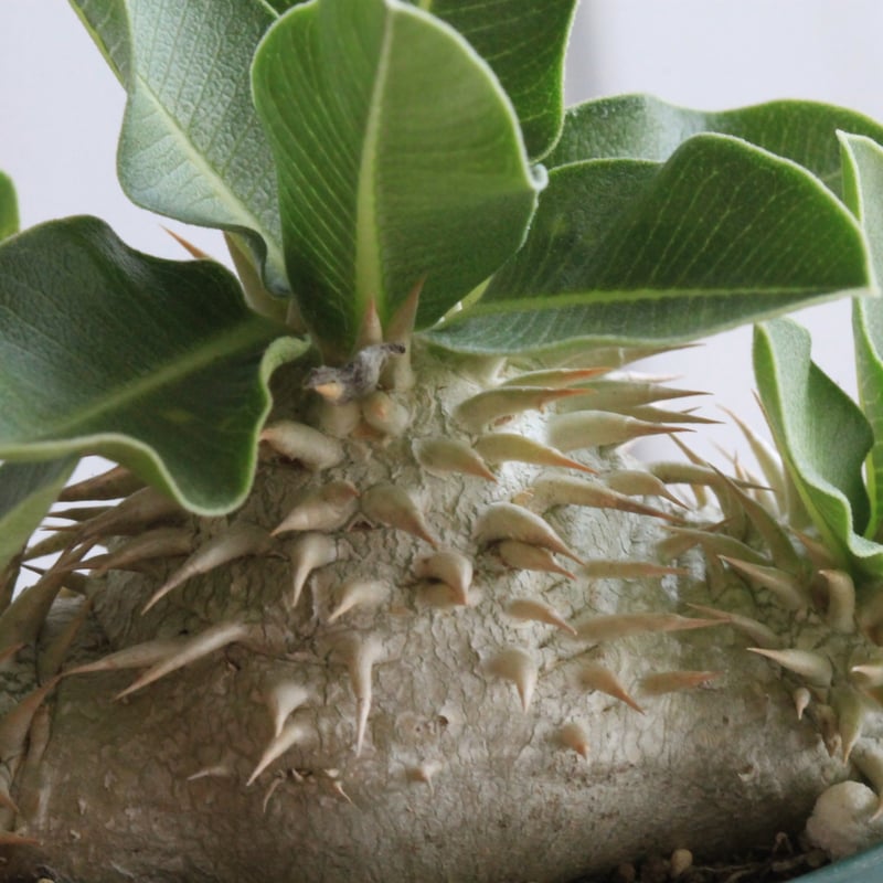 パキポディウム レウコキサンツム 実生 | hanayoshi-botanical