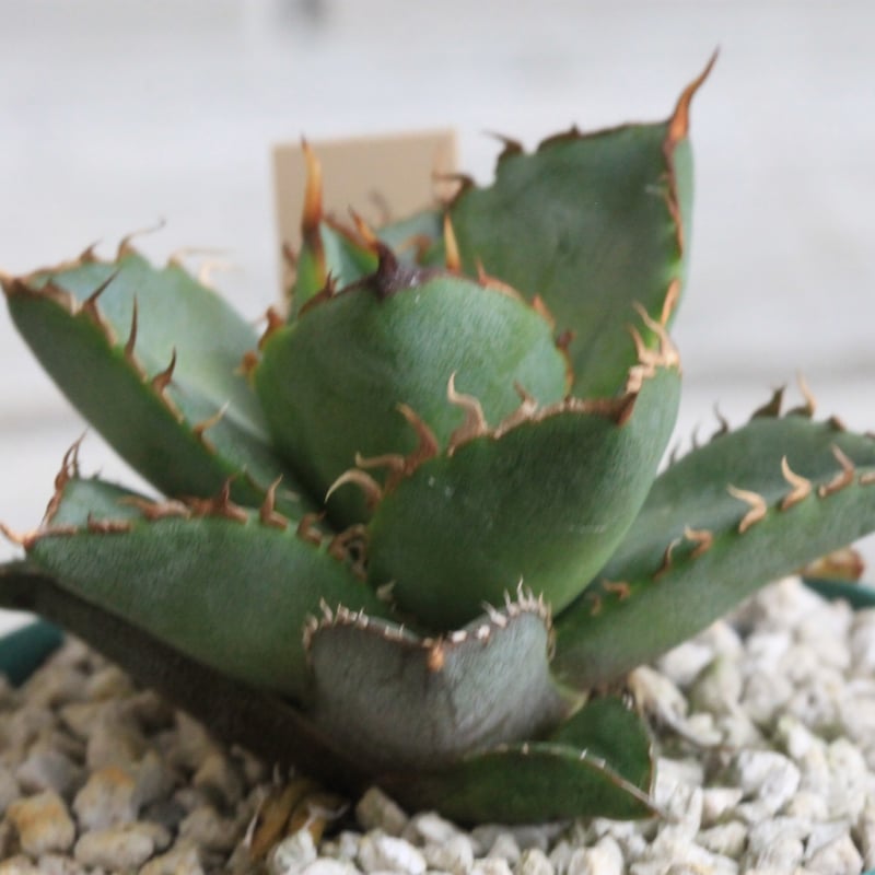 アガベチタノタ　フィリグリー　大株完成品　RAFLUM アガベ チタノタ フィリグリー② | hanayoshi-botanical