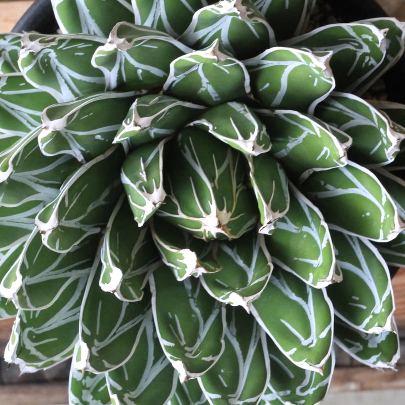 アガベ ビクトリアン・レジーナエ・コンパクタ | hanayoshi-botanical