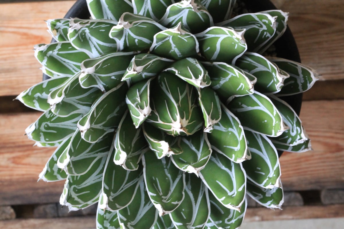 アガベ ビクトリアン・レジーナエ・コンパクタ | hanayoshi-botanical