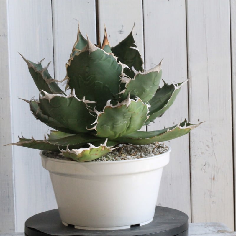 アガベ チタノタ　白鯨 アガベ・チタノタ白鯨（覆輪）中-004｜agave titanota white