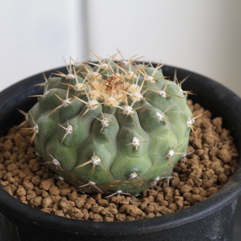 コピアポア コルムナ アルバ（実生） | hanayoshi-botanical