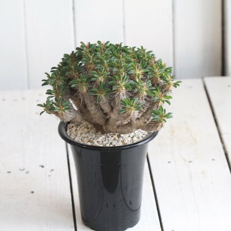 Euphorbia ギラミニアーナ