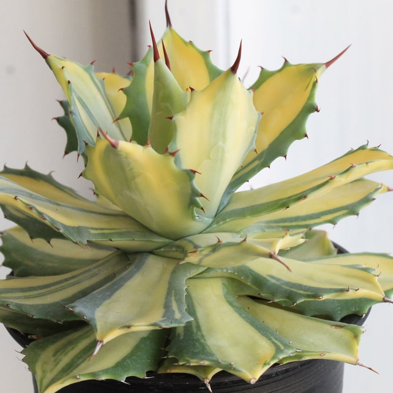 アガベ 楊貴妃 | hanayoshi-botanical