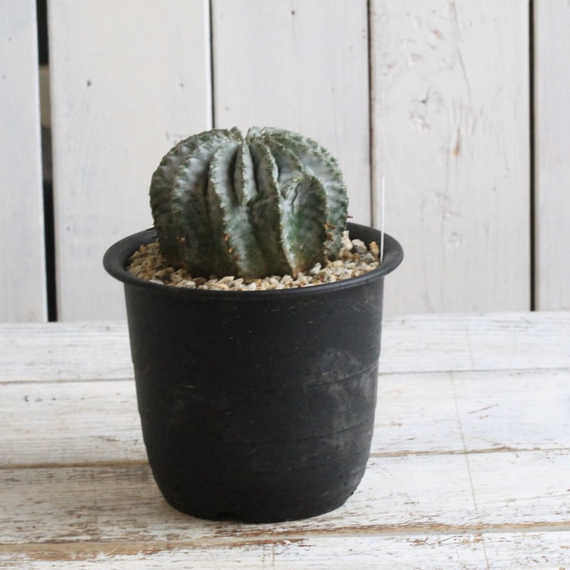 ユーフォルビア 玉型ホリダ | hanayoshi-botanical