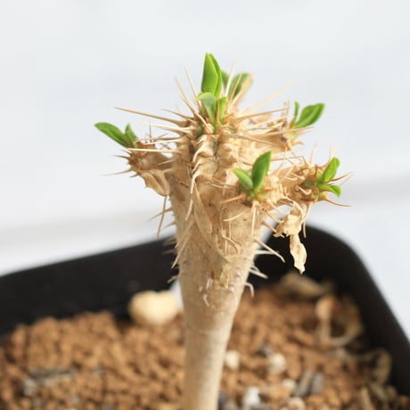Euphorbia　ギラミニアーナ 　実生