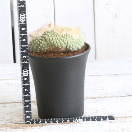 ストロンボカクタス　菊水綴化