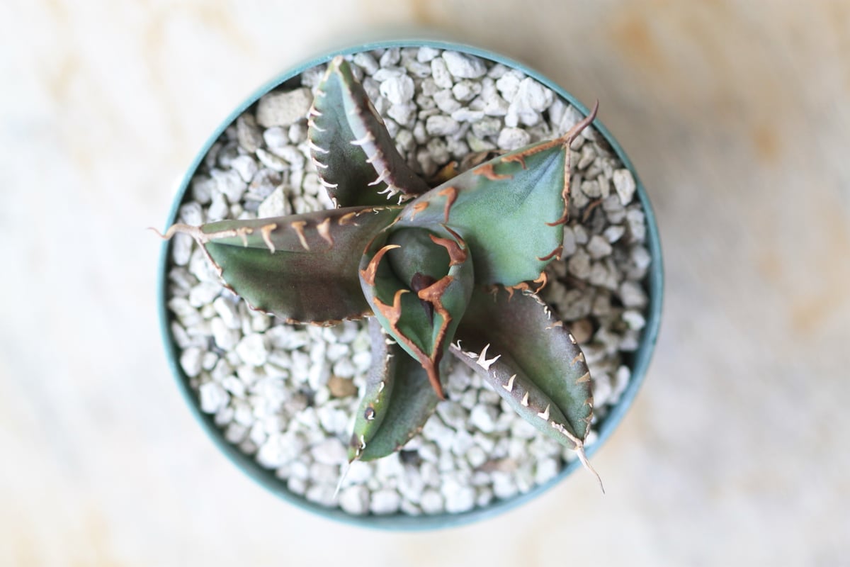 アガベ チタノタ GGコンパクタ | hanayoshi-botanical