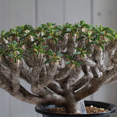Euphorbia guillauminiana ギラウミニアナ