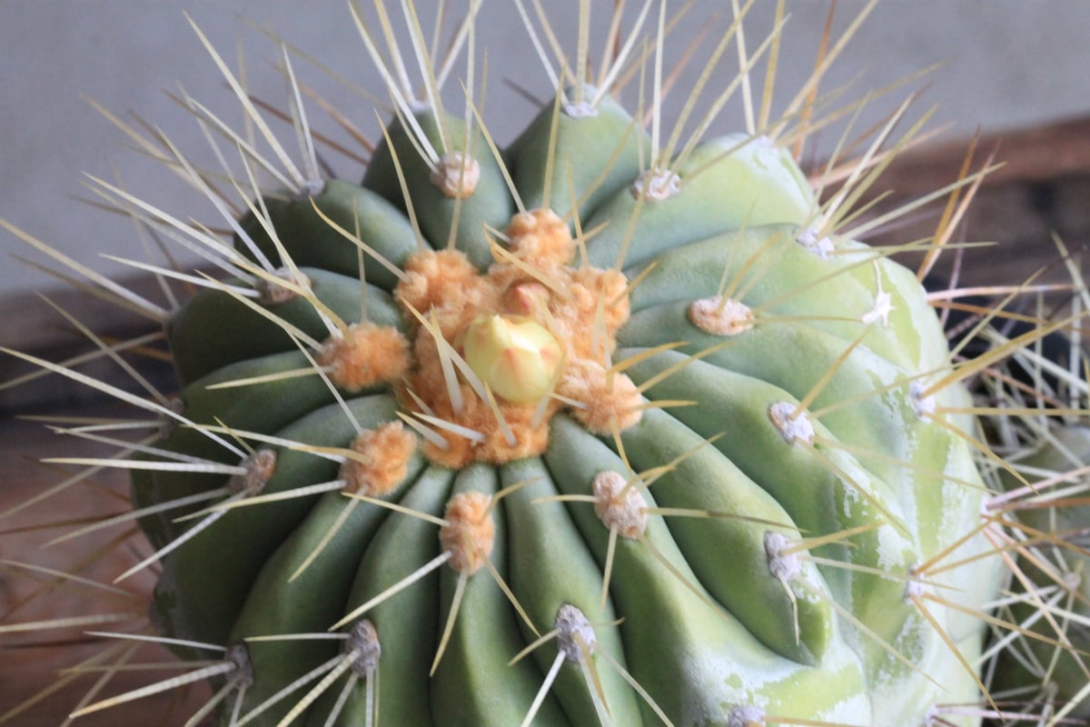 コピアポアギガンティア　現地株 Copiapoa gigantea【コピアポア・ギガンティア・実生】 | RIMO'S