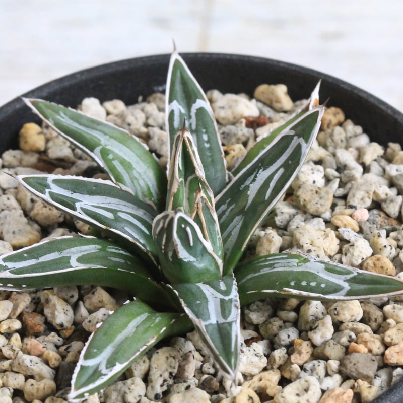 アガベ 特選笹の雪 NO-1② | hanayoshi-botanical