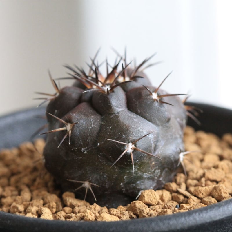 コピアポア デュラ | hanayoshi-botanical