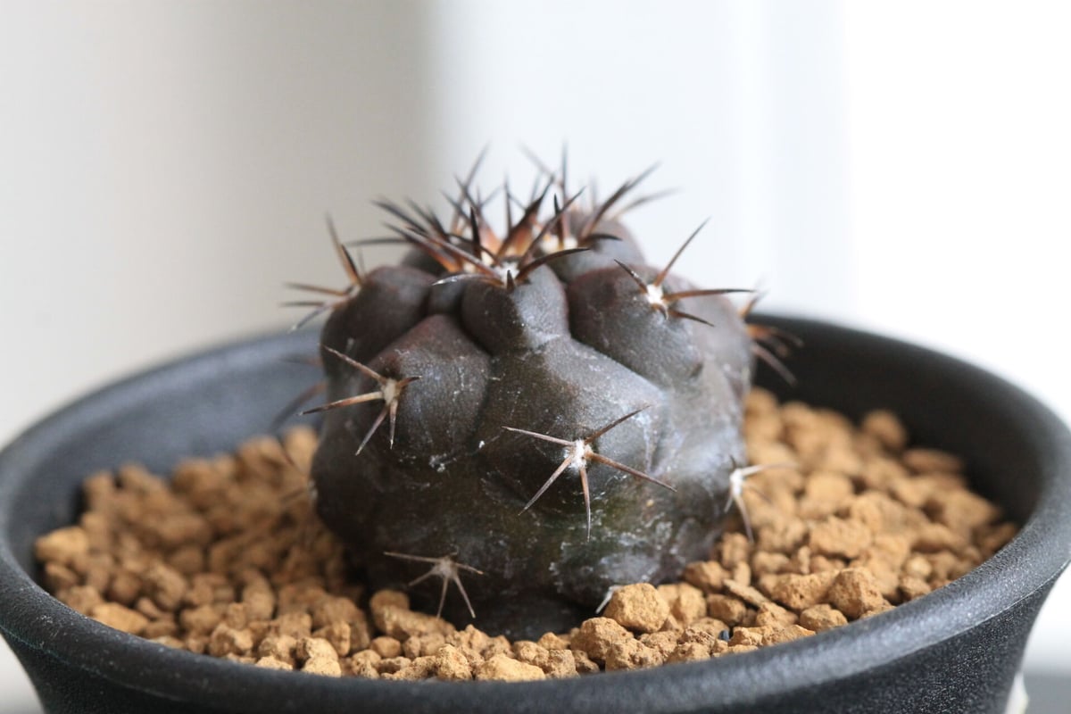 コピアポア デュラ | hanayoshi-botanical