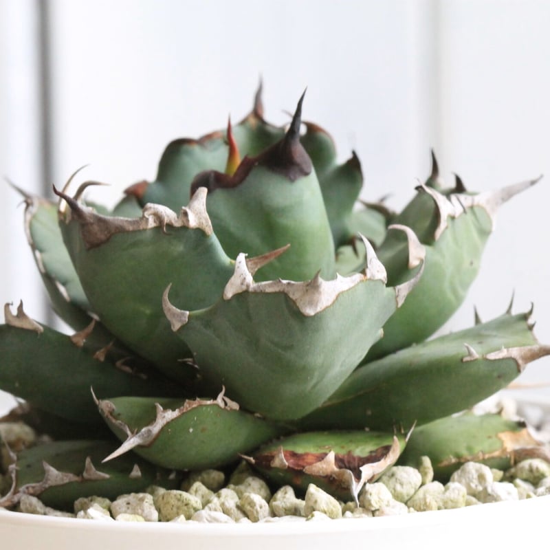 アガベ　チタノタ　NOVA Agave titanota
