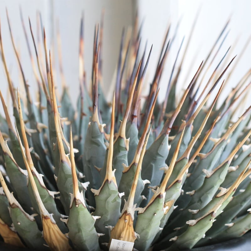 アガベ ユタエンシス ネバデンシス | hanayoshi-botanical
